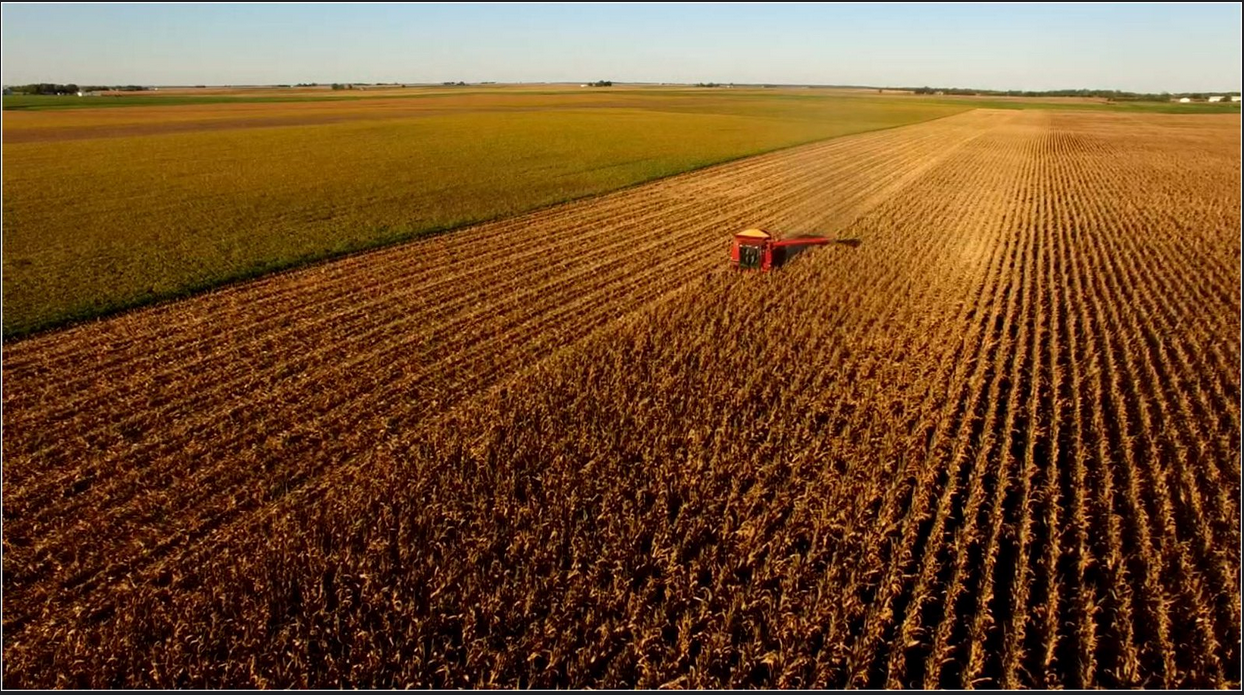 A corn field in Illinois, USA.