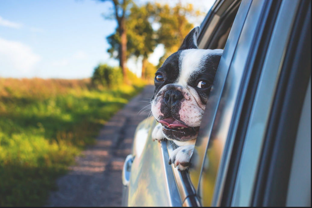 A dog enjoys riding in the backseat of a car with the windows down.