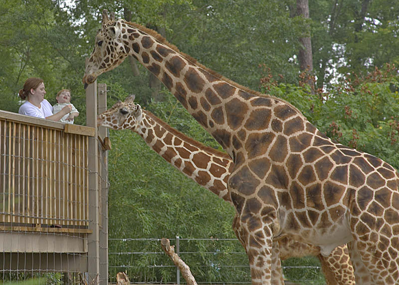 A woman stands behind a railing holding a baby. Two giraffes are approaching the pair, their heads reaching toward them.