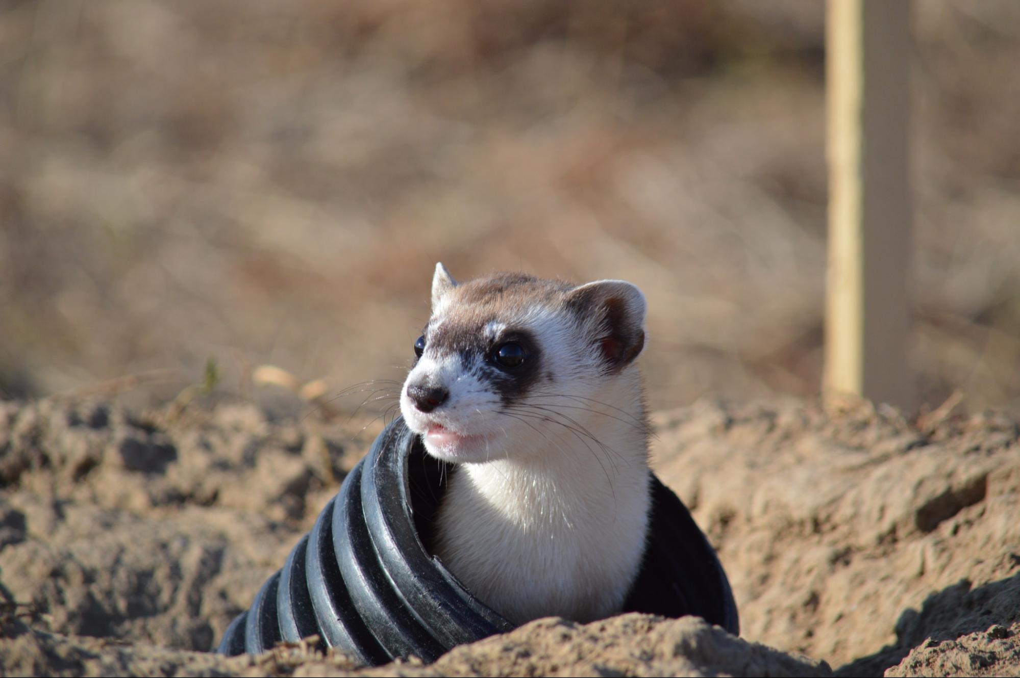 The head of a Black-footed Ferret emerges from a corrugated tube onto a sandy landscape.