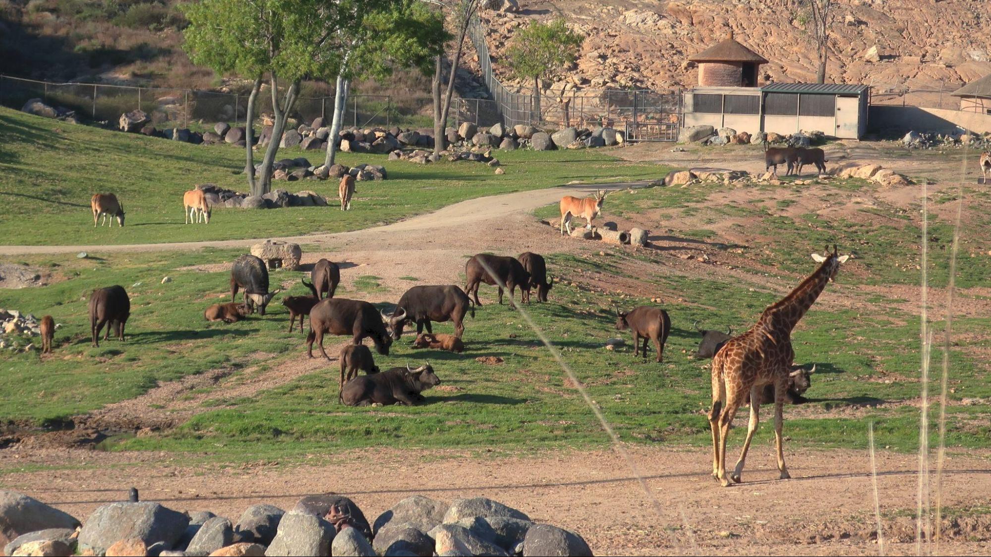 a large, open, grassy enclosure surrounded by a high wire fence with many animals roaming, feeding, and laying down