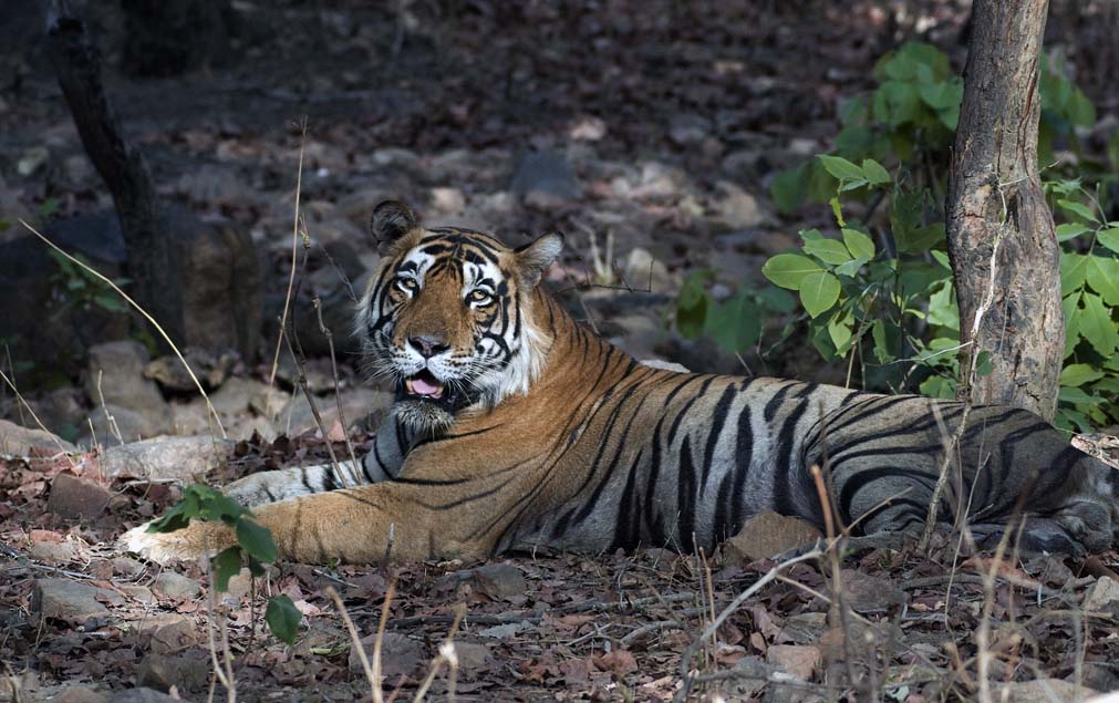 A tiger in Ranthambore Tiger Reserve, India.
