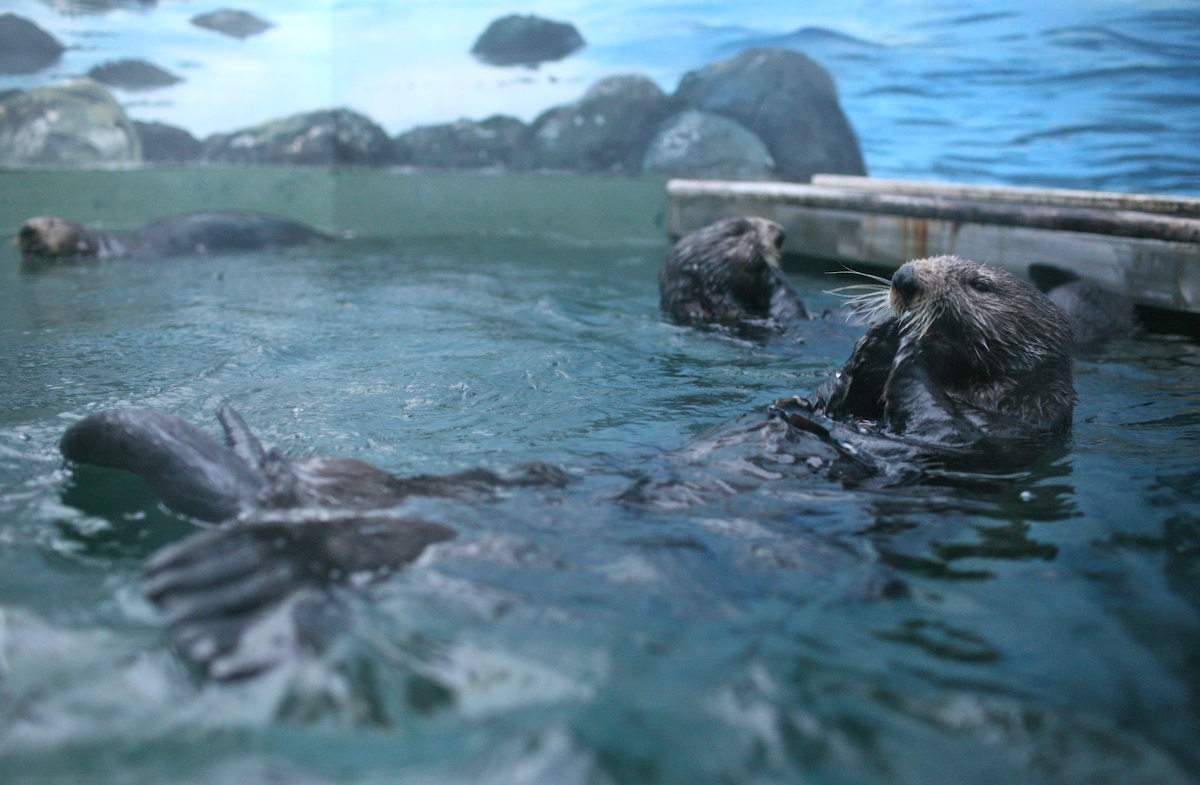 Three otters play in water.