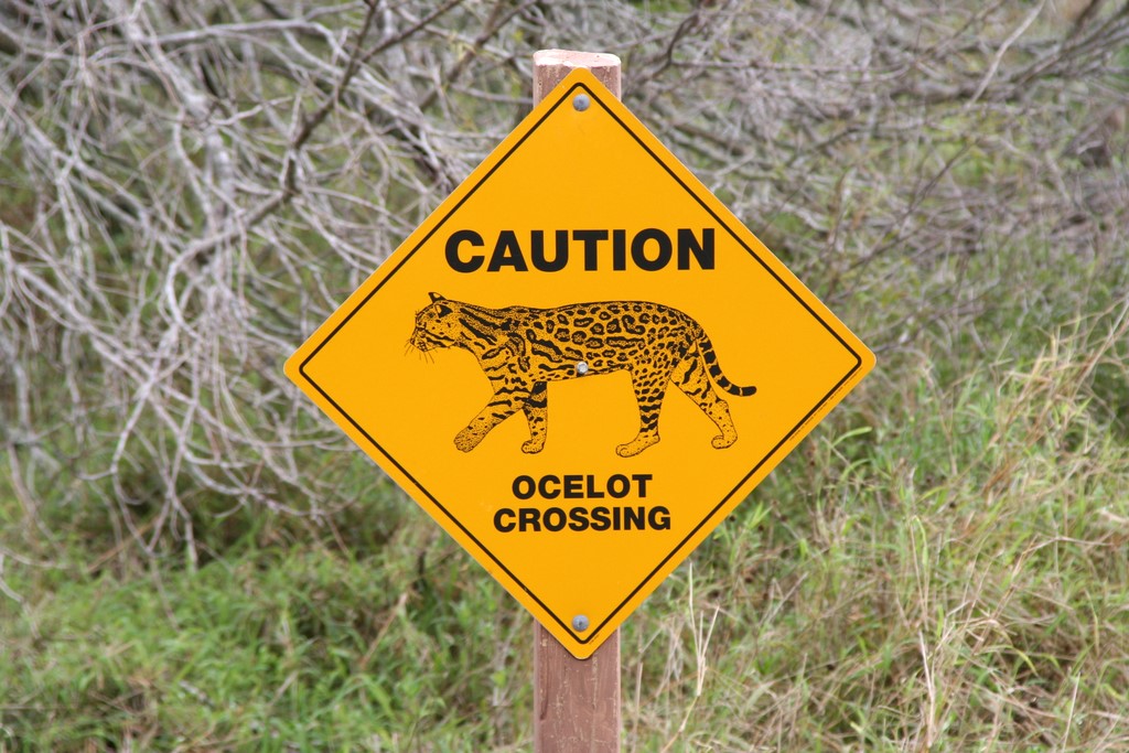 A sign urging tourists and motorists to watch for ocelots crossing the road.