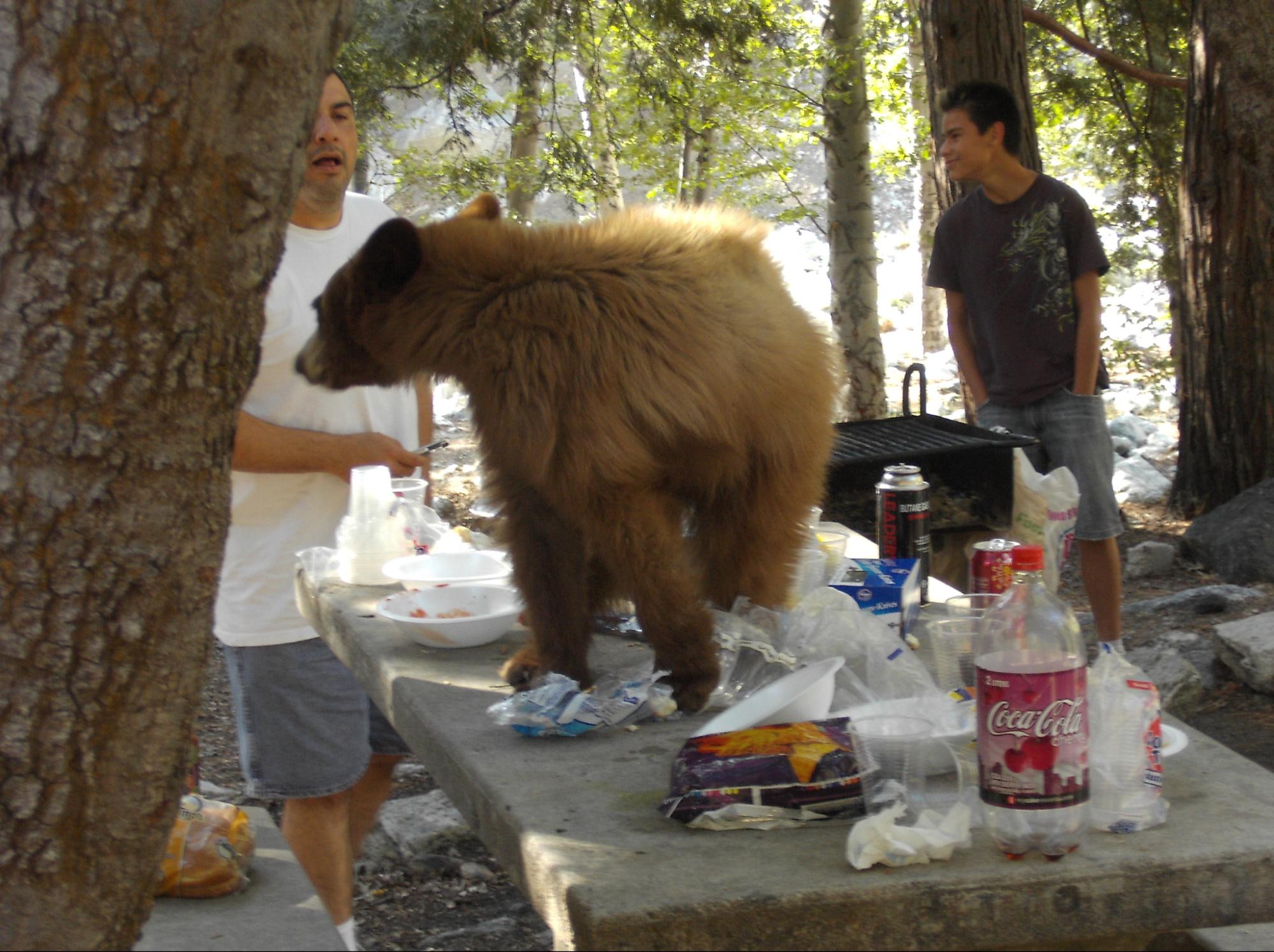 Black bear visits a messy campsite in search of food or drink.
