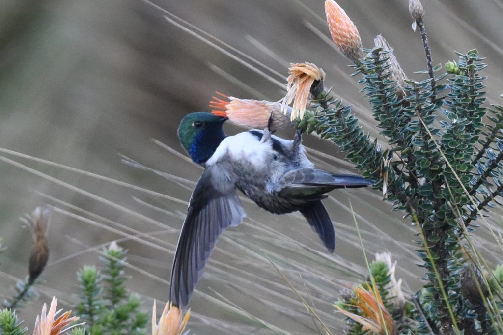 A hummingbird, blue-headed and grey-winged, drinks from a peach flower on a long, green stem.