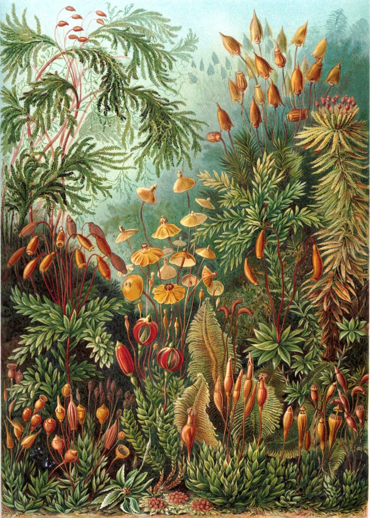 A colorful botanical lithograph of a variety of mosses.