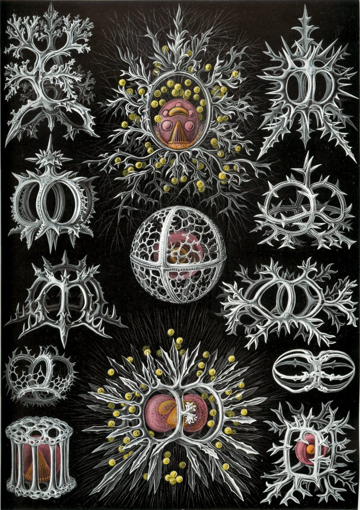 A lithograph of white, yellow, and red skeletal structures against a black background.