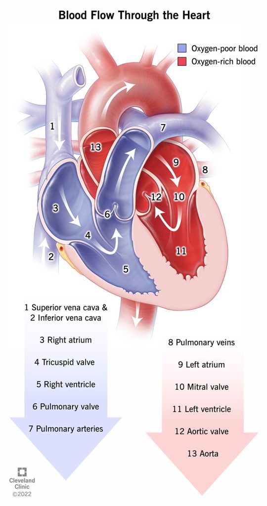 Blood Flow through the Heart Illustration