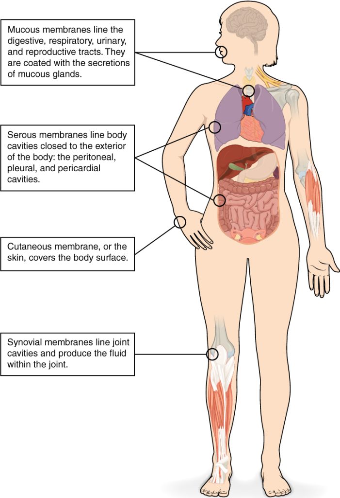 "413_Types_of_Membranes.jpg" by OpenStax is licensed under CC BY 3.0. Access for free at https://openstax.org/books/anatomy-and-physiology-2e/pages/1-introduction Illustration of human female silhouette from an anterior view, with labels for membranes on body.