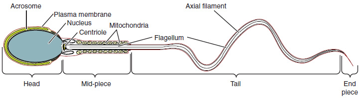 Illustration showing structure of sperm, with textual labels