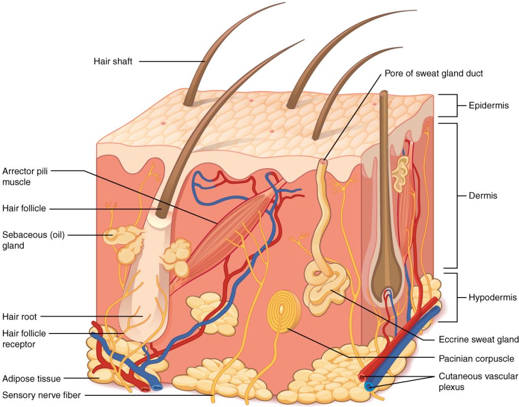 Illustration showing layers of skin with textual labels