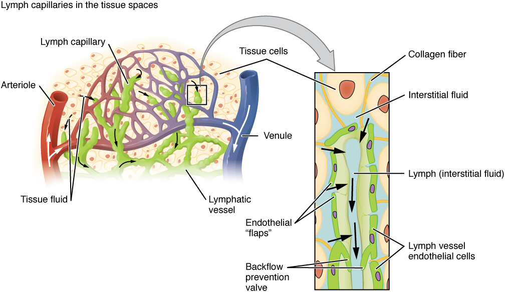 Illustration of Lymph Capillaries, with labels