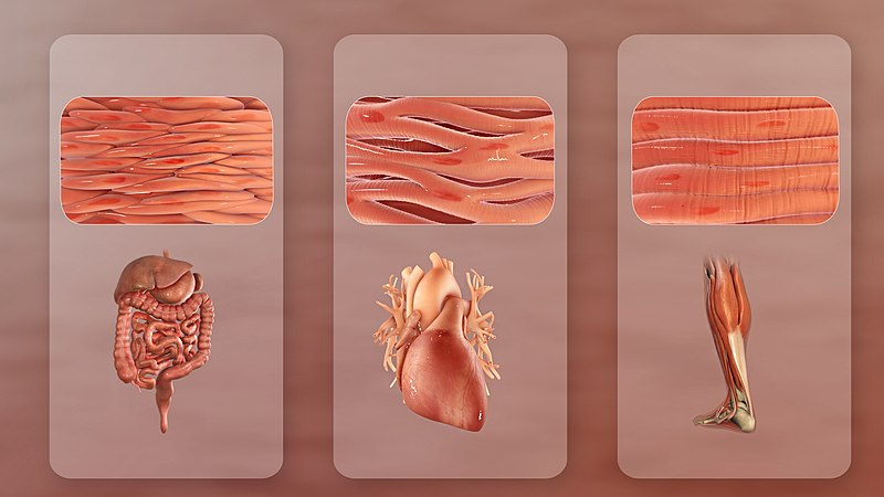 "Types_Of_Muscle.jpg" by www.scientificanimations.com is licensed under CC BY-SA 4.0 Image showing types of muscle tissue