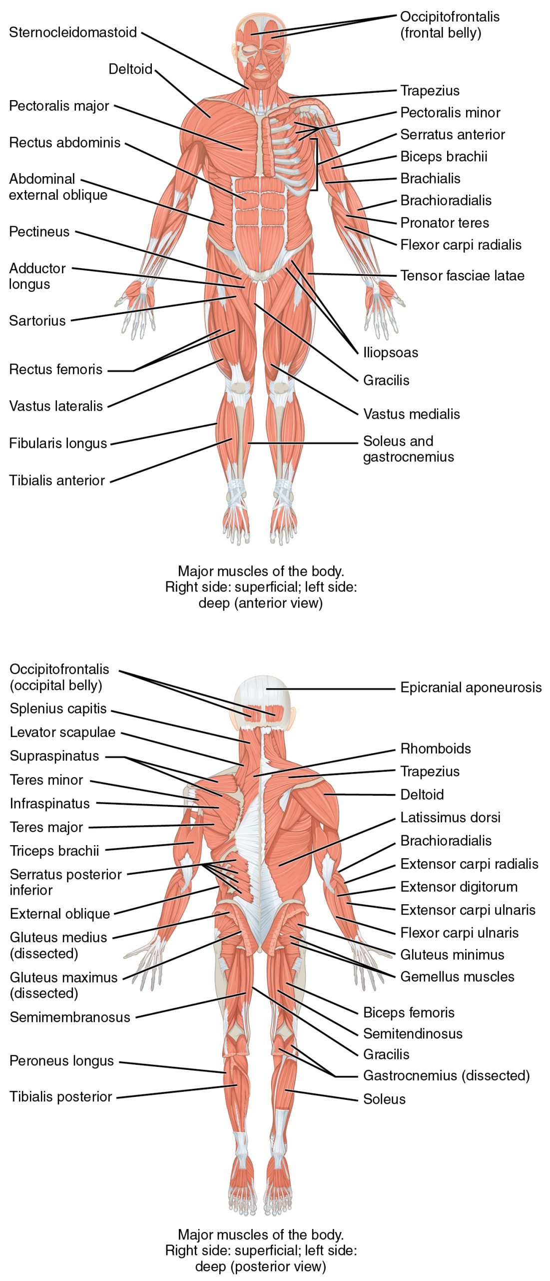 "1105_Anterior_and_Posterior_Views_of_Muscles.jpg" by OpenStax is licensed under CC BY 4.0 Illustration of muscular system with labels for major parts