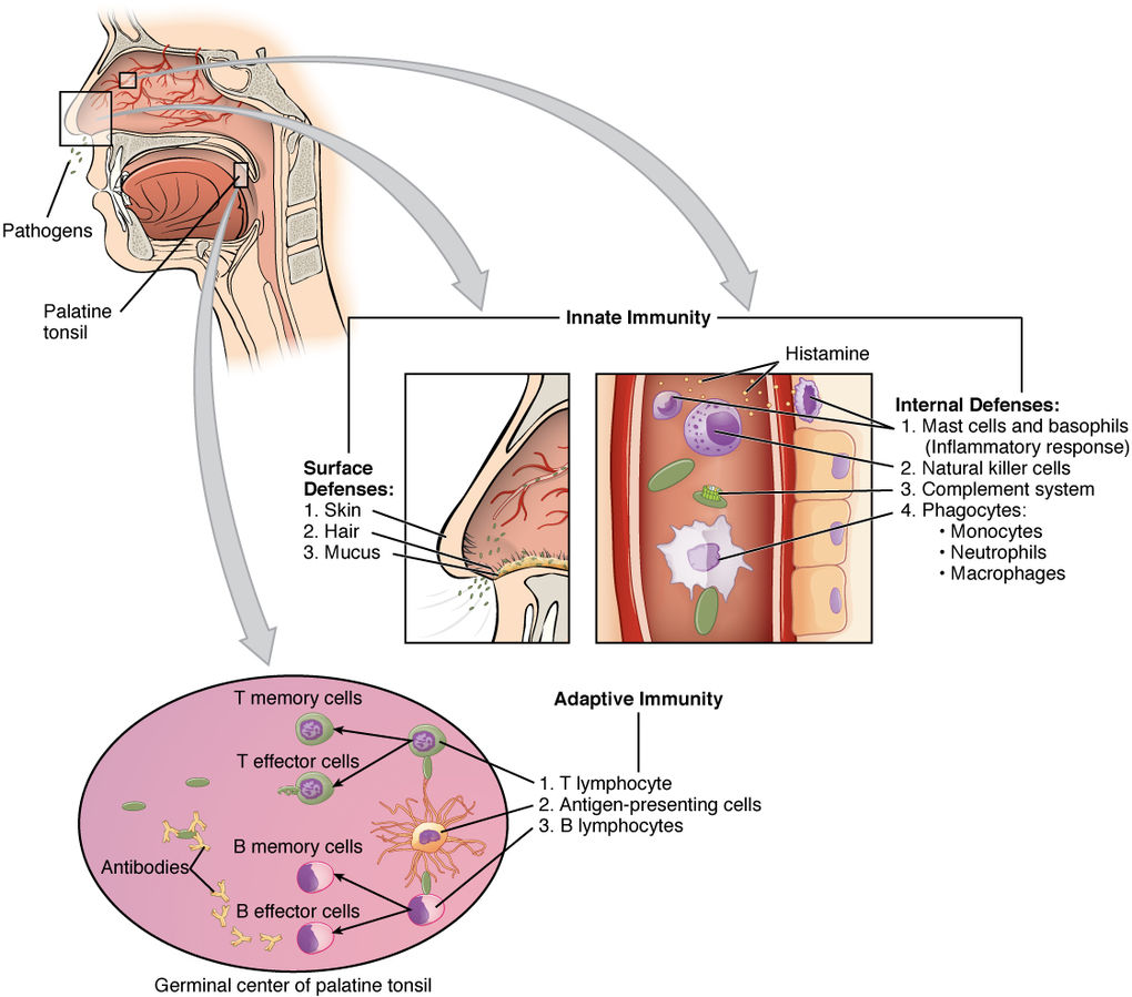 Illustration of Innate Immunity and Specific Adaptive Immunity with textual labels