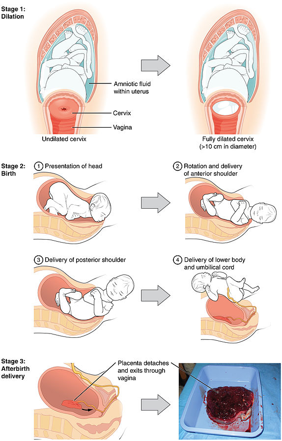 "2920_Stages_of_Childbirth-02.jpg" by OpenStax College is licensed under CC BY 4.0 Illustration showing three stages of childbirth