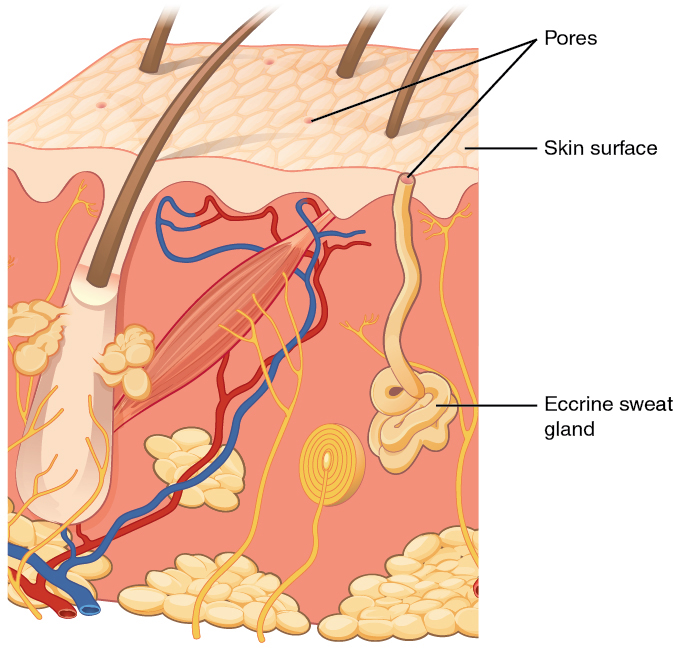 Illustration of eccrine gland with textual labels