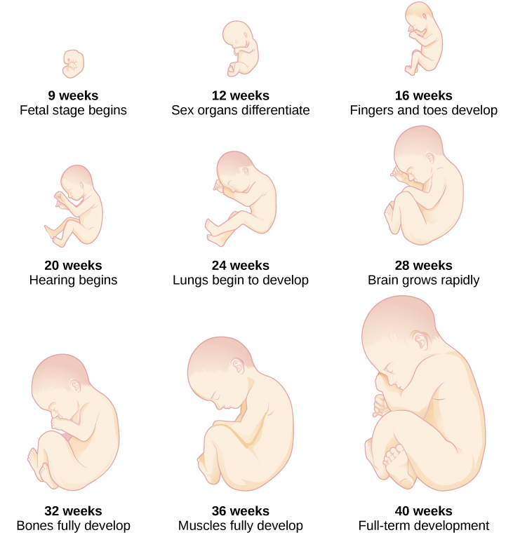 "CNX_Psych_09_02_Stages.jpg" by unknown author is licensed under CC BY 4.0. Access for free at https://open.maricopa.edu/devpsych/chapter/chapter-2-genetics-and-prenatal-development/ Illustration showing fetal 9 growth stages from 9 to 40 weeks