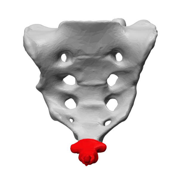 Illustration of human coccyx