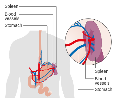 "Diagram_showing_the_position_of_the_spleen_CRUK_417.svg" by Cancer Research UK uploader is licensed under CC BY-SA 4.0 Illustration of spleen with text labels for major parts