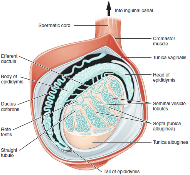 Illustration of a testicle, with textual labels