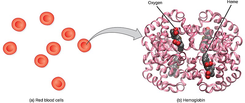 Illustration showing red blood cells and hemoglobin