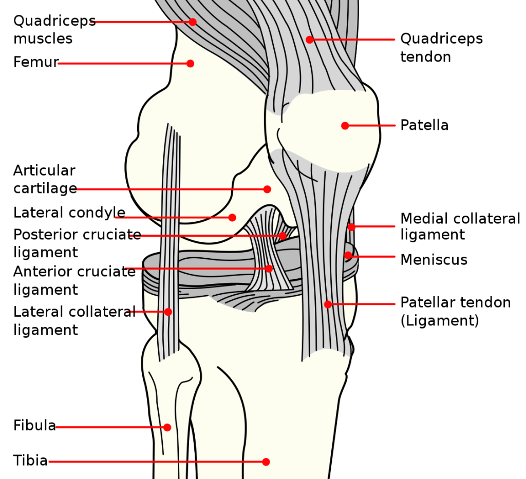 Illustration of human pelvis, with labels for major parts