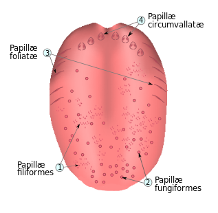 Illustration of the human tongue