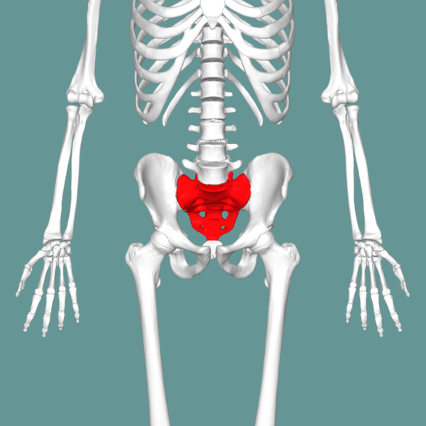 Illustration of human sacrum