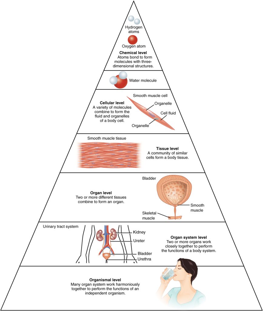 "101_Levels_of_Org_in_Body.jpg" by OpenStax is licensed under CC BY 4.0. Access for free at https://openstax.org/books/anatomy-and-physiology-2e/pages/1-introduction Illustration shows biological organization as a pyramid. Includes images and textual descriptions.