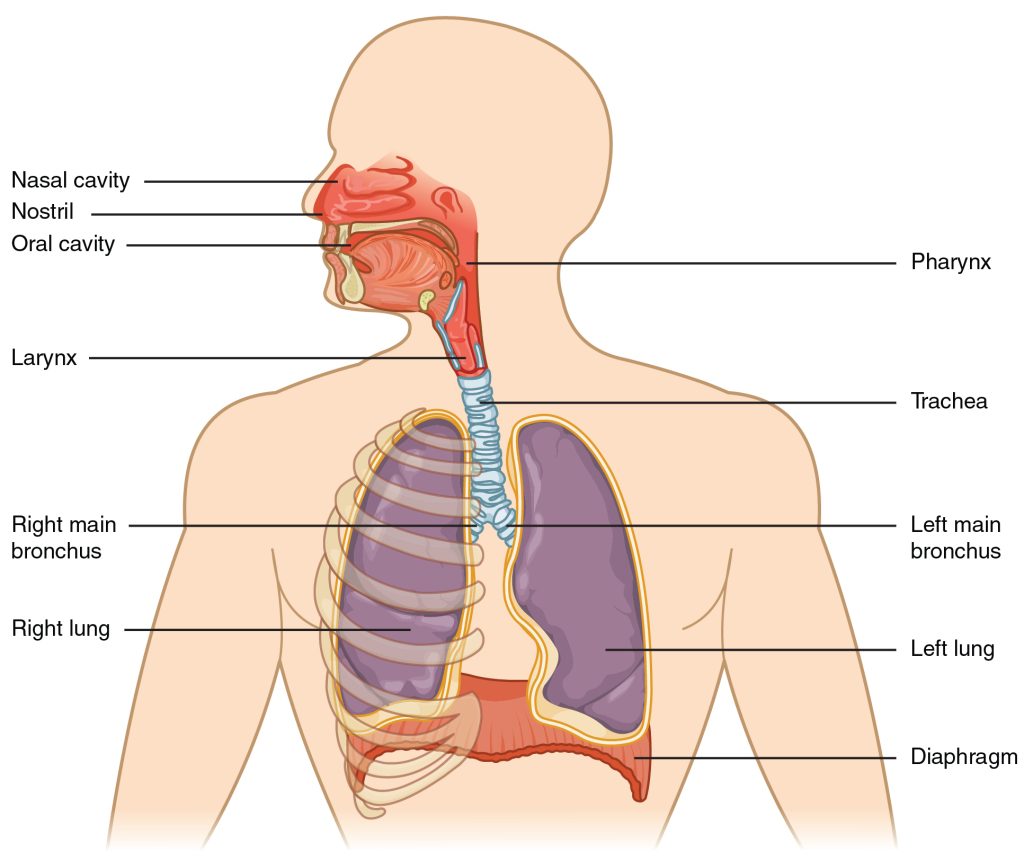 “2301 Major Respiratory Organs.jpg” by OpenStax College is licensed under CC BY 3.0. This figure shows the upper half of the human body. The major organs in the respiratory system are labeled.