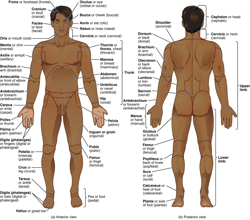 "Regions of the body" by OpenStax is licensed under CC BY 4.0. Access for free at https://openstax.org/books/anatomy-and-physiology-2e/pages/1-introduction. Illustration showing Standardized Anatomical View of the Human Body in both Anterior and Posterior Views