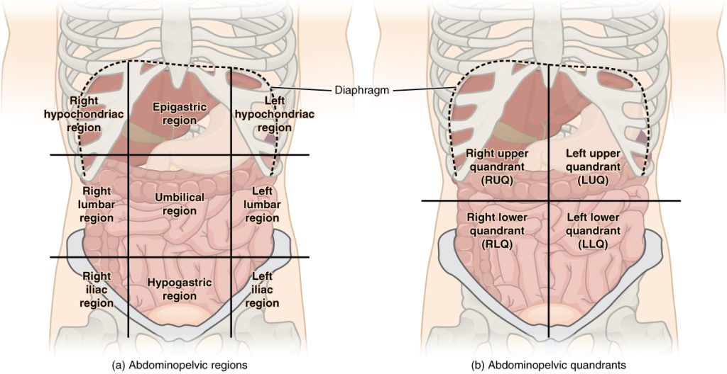 "Abdominal_Quadrant_Regions.jpg" by OpenStax is licensed under CC BY 3.0. Access for free at https://openstax.org/books/anatomy-and-physiology-2e/pages/1-introduction. Illustration showing abdominopelvic regions and quadrants with text labels