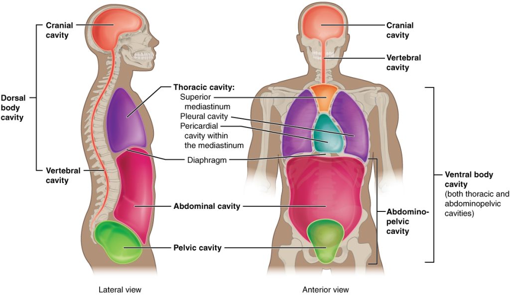 "Dorsal_Ventral_Body_Cavities.jpg" by OpenStax is licensed under CC BY 4.0. Access for free at https://openstax.org/books/anatomy-and-physiology-2e/pages/1-introduction Illustration showing dorsal and ventral body cavities