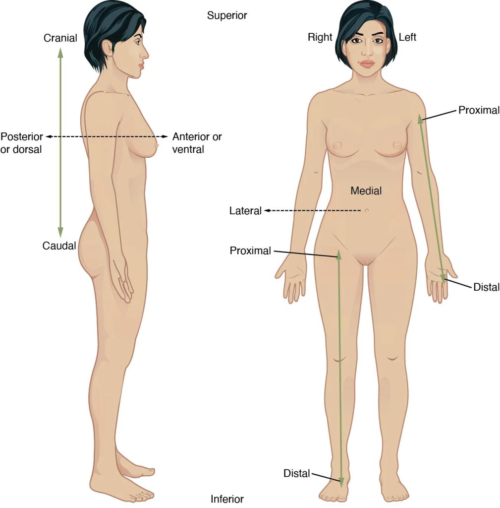 "Directions Terms" by OpenStax is licensed under CC BY 4.0. Access for free at https://openstax.org/books/anatomy-and-physiology-2e/pages/1-introduction. Illustration showing directional terms applied to female human body