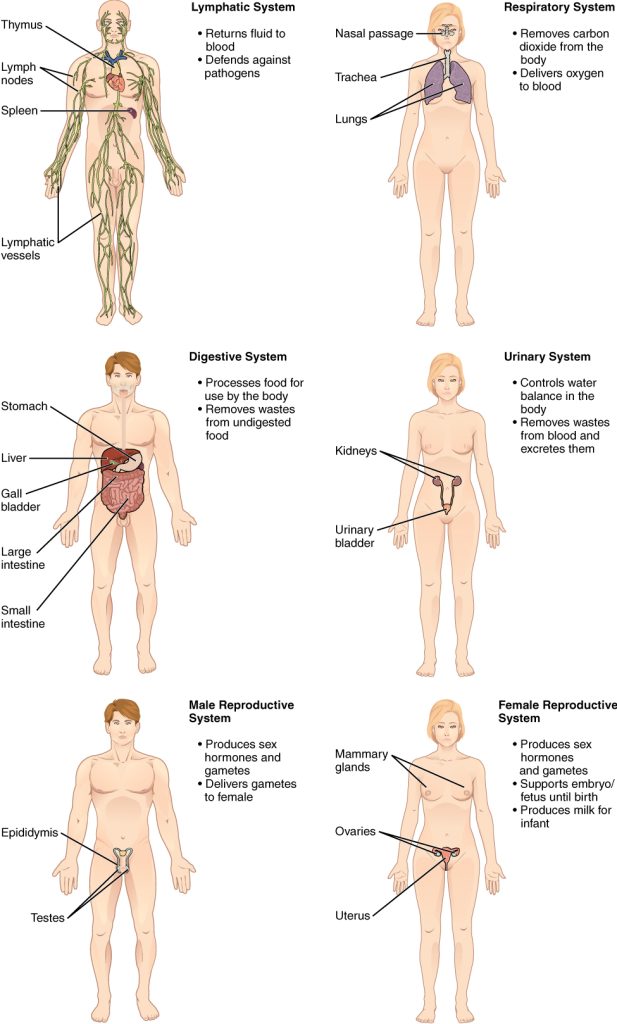 “Organ_Systems_II.jpg” by OpenStax is licensed under CC BY 4.0. Access for free at https://openstax.org/books/anatomy-and-physiology-2e/pages/1-introduction Illustration showing six organ systems of the human body.
