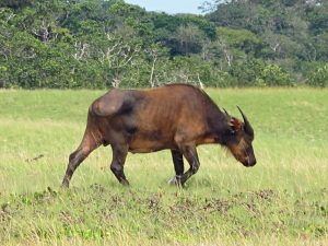 Water buffalo in field