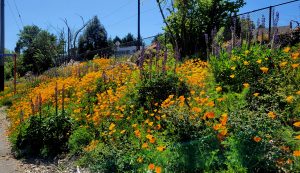 Tons or orange poppies alongside green foliage organically growing on a slight incline next to a trail. It's just one of many reminders that spring has sprung in Seattle.