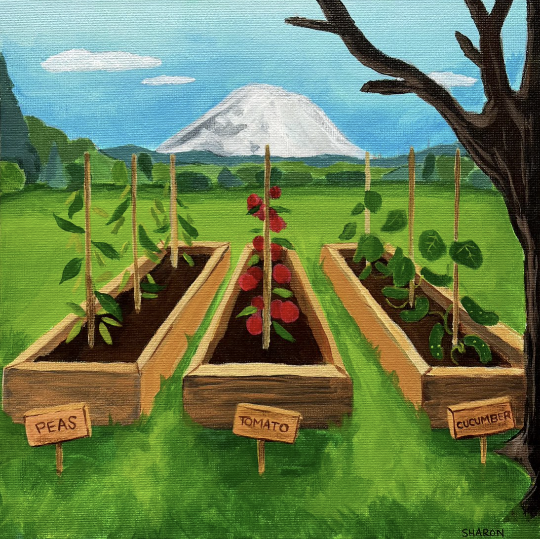 Drawing of vegetable garden with boxes of peas, tomatoes and cucumbers and white mountain in distance