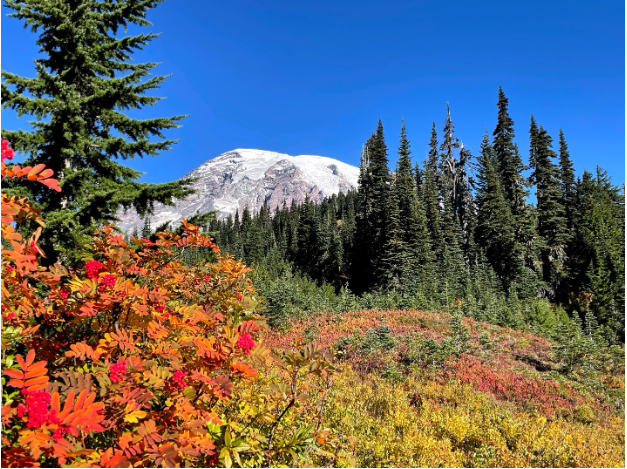 Photo of Mt. Rainier in background with colorful leaves in the front