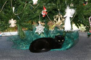 Mercedes, a black cat, lies under the Christmas tree.