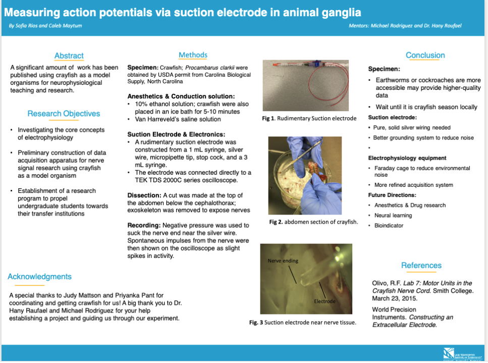 Measuring Action Potentials via Suction Electrode in Animal Ganglia