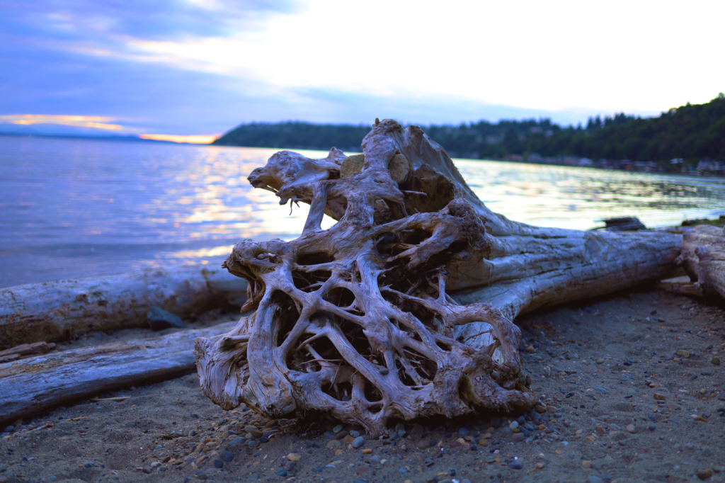 Elaborate roots of a dead tree dominate the foreground, resting on a rocky shore. Water shines behind it and mountains rise in the distance against clouds cast in deep blue.