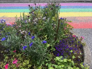 A photo of the artist's inspiration for their piece, displaying purple, blue, white, and pink flowers amongst green stems and leaves. They are planted in concrete  beds, and the road behind them is painted rainbow.