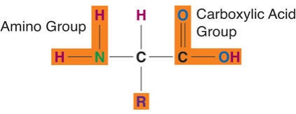 The structure of an amino acid includes an amino group (NH2) and a carboxylic acid group (COOH) each connected to a central carbon atom. Additionally, off the carbon atom is a chemical side chain or "R" group.