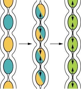 Diagram showing segmentation which is muscular contractions of the intestine where they squeeze from the sides instead of the top to propel and mix chyme