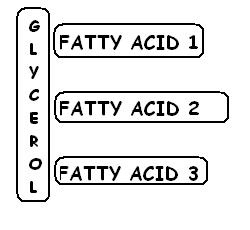 Triglycerides have a glycerol backbone which is attached to three fatty acids. They look a little like the capital letter E