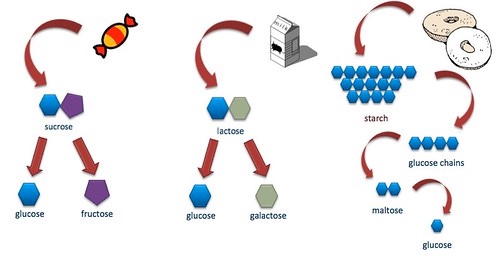 In digestion, candy is broken down to sucrose, then to glucose and fructose. The lactose in milk is split into glucose and galactose. Starches become glucose chains which become maltose and then glucose