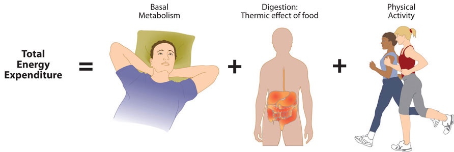 Total Daily Energy Expenditure (TDEE) is equal to basal metabolism + thermic effect of food + energy spent on physical activity + NEAT